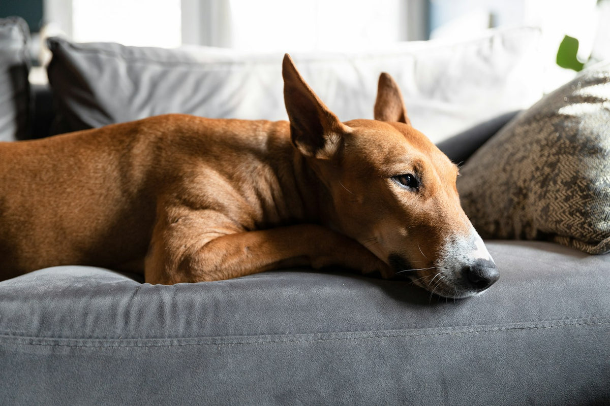 Brauner Hund liegt auf grauem Sofa (Foto: Felicia Montenegro, Unsplash)