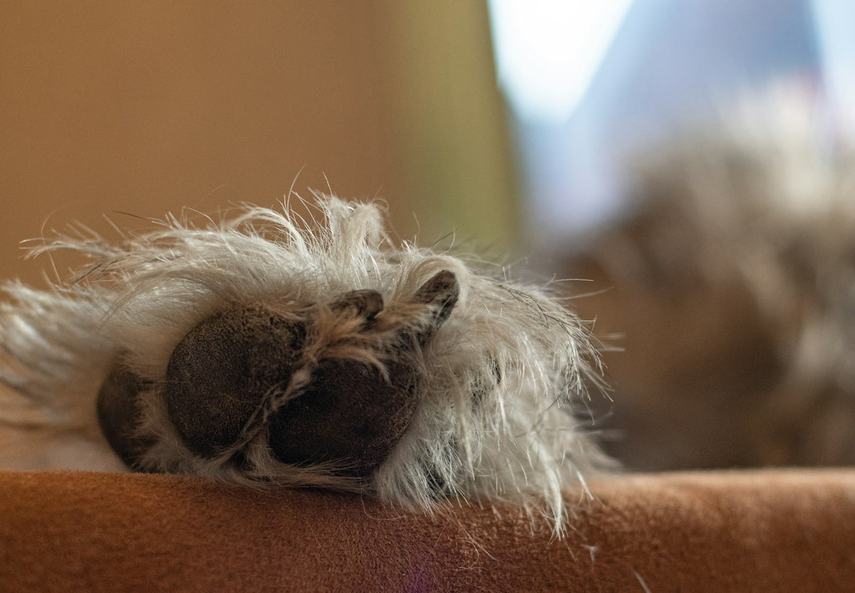 Katze liegt auf dem Sofa am Fenster (Foto: Natalia Gusakova, Unsplash)