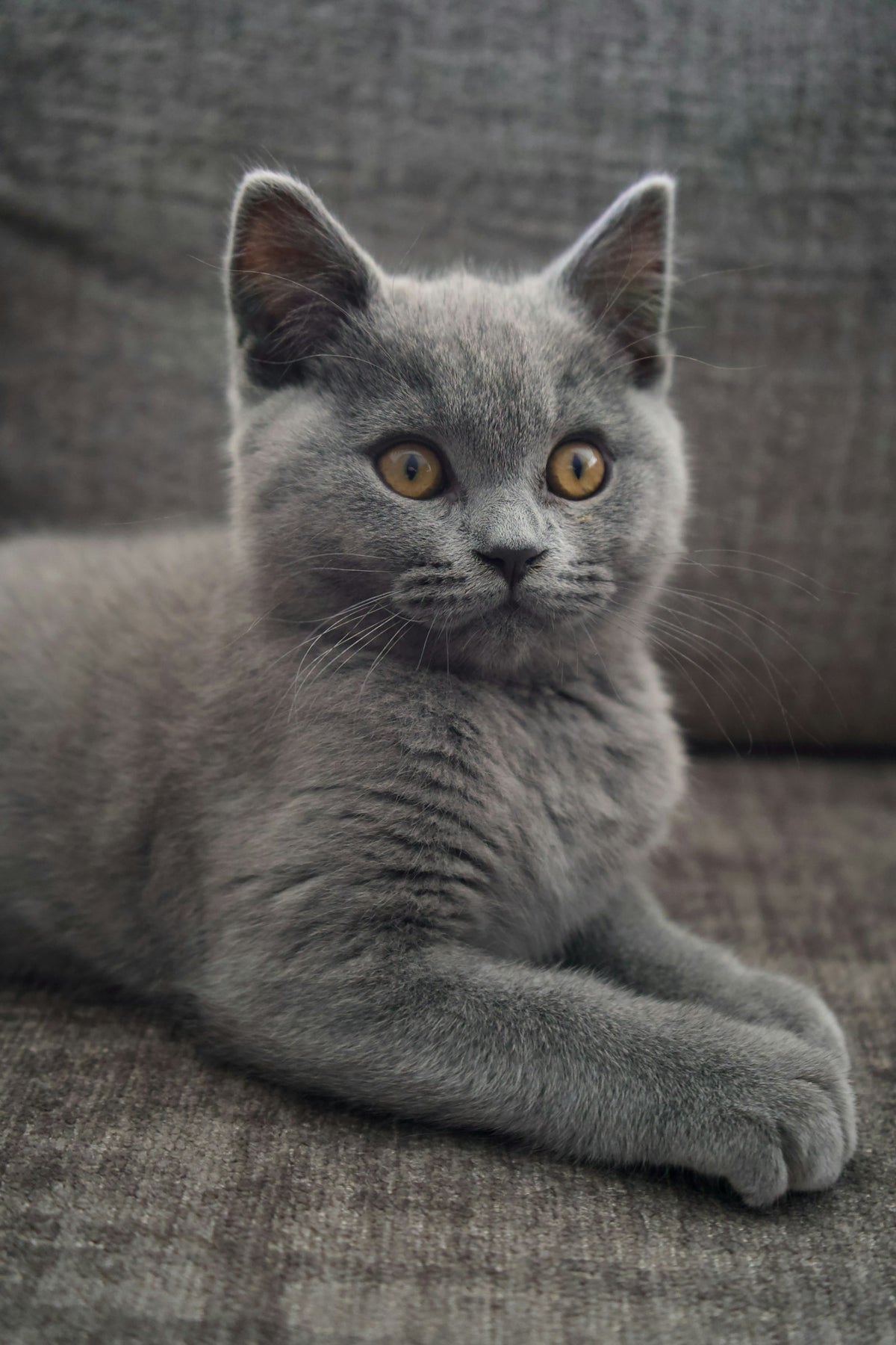 Graue Katze sitzt auf dem Sofa (Foto: Thomas Haas, Unsplash)